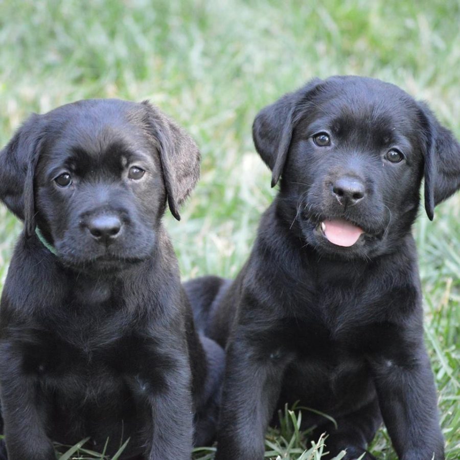 2 Black Puppies
