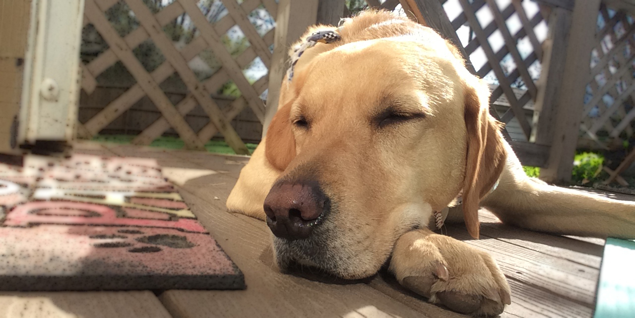 Career Change Dogs KSDS Assistance Dogs, Inc.